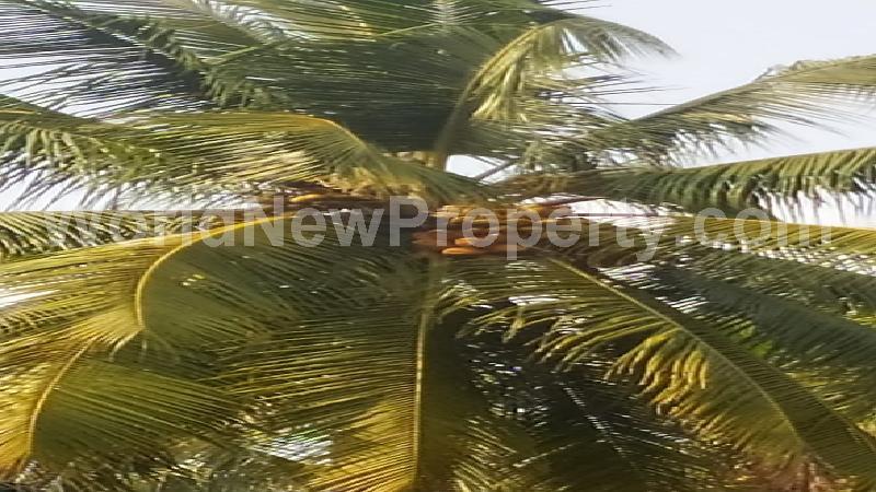 property near by Pollachi, Sunny Joseph  real estate Pollachi, Land-Plots for Sell in Pollachi