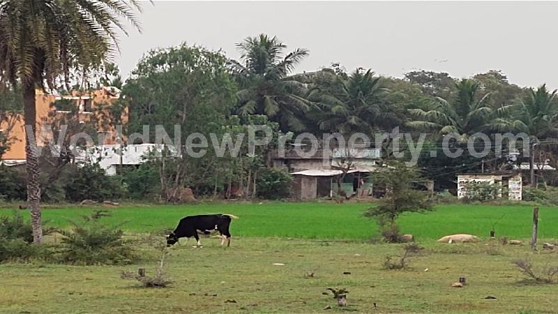 property near by Nelvoy, Thanigairaj  real estate Nelvoy, Land-Plots for Sell in Nelvoy